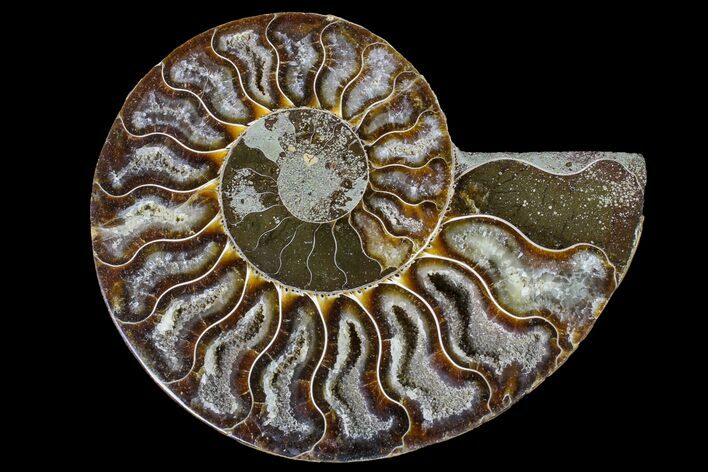 Cut & Polished Ammonite Fossil (Half) - Agate Replaced #146217